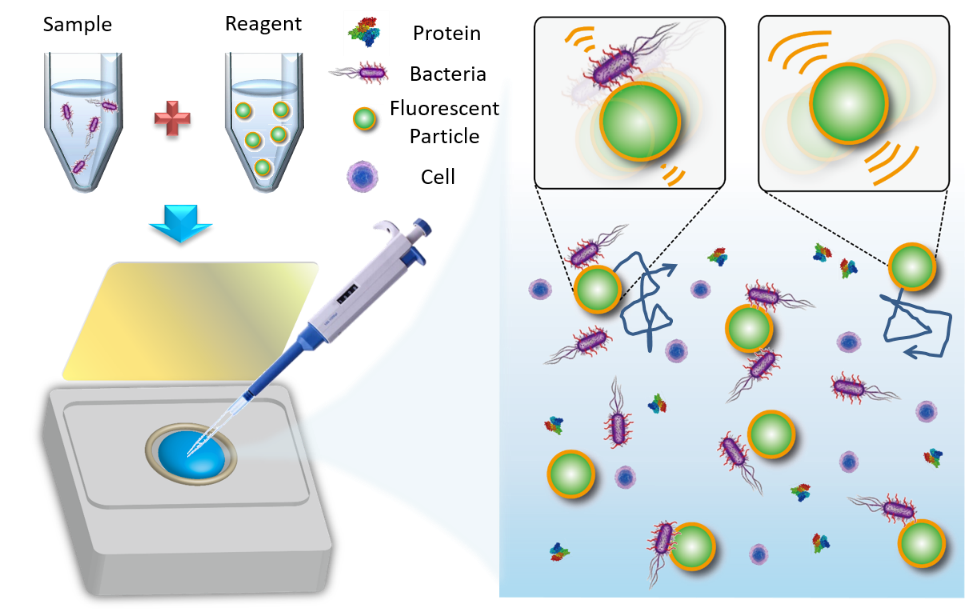 Figure 3 Schematic of the self-powered microbead sensors for monitoring of live microorganisms (left). Theoretical concept of diffusivity changes between functionalized microbeads with and without bacteria attached (right). In general, microbeads bound with bacteria express weaker Brownian motion.