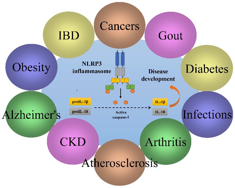 Figure 1. NLRP3 inflammasome and diseases