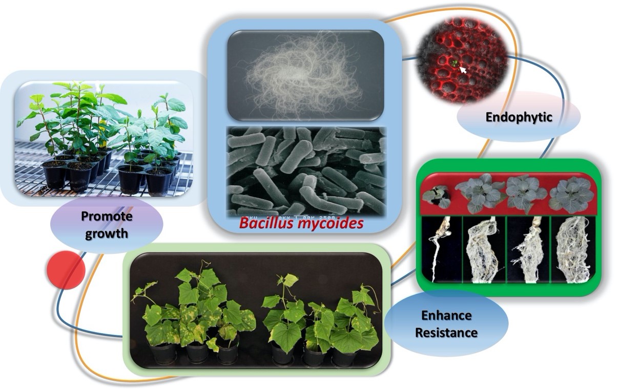 Morphology of Bacillus mycoides and its functions for enhancing plant growth and controlling crop diseases