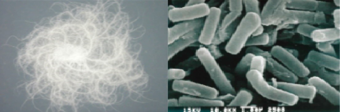 圖一、蕈狀芽孢桿菌的形態