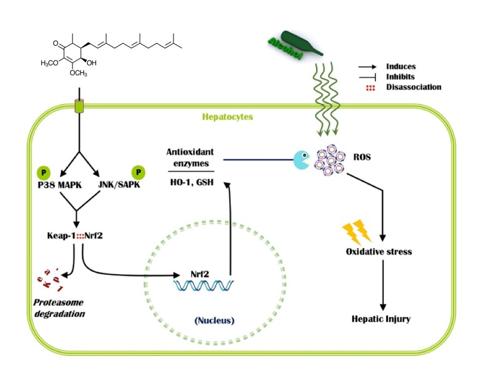 Figure 1. Schematic representation of antroquinonol-induced upregulation of antioxidant genes via Nrf2/ARE signaling pathway, which suppressed alcohol-induced oxidative stress and hepatic injury in human hepatic HepG2 cells.