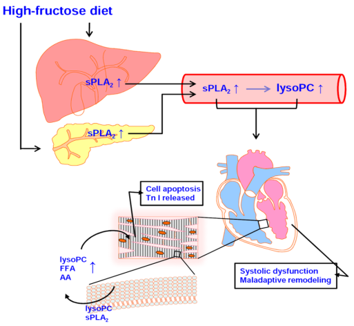 Fig. 1. The pathophysiological mechanisms of high-fructose diet-induced maladaptive remodeling in a non-obese insulin resistant heart.