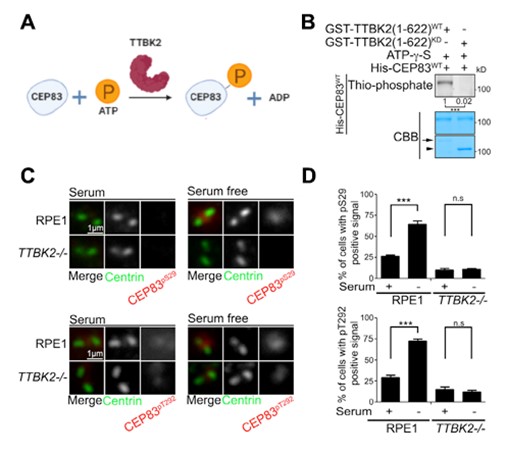 Figure 2: CEP83 is phosphorylated by TTBK2 during ciliogenesis.