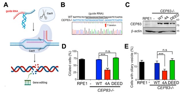 Figure 3: TTBK2-dependent CEP83 phosphorylation promotes cilia formation at the initial stage.