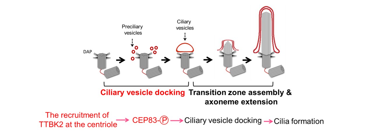 圖四：TTBK2磷酸化CEP83促進主纖毛新生的分子機轉示意圖
