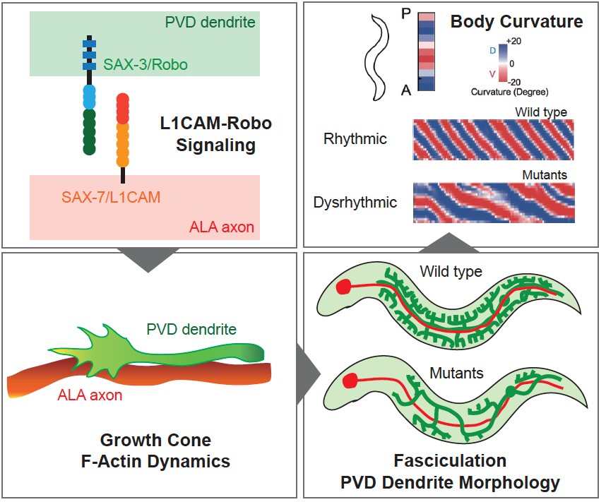 圖一：L1CAM-Robo訊息調控線蟲ALA軸突與PVD樹突之間形成神經束。
