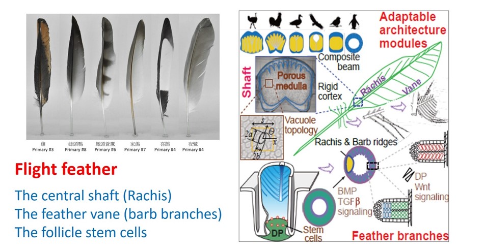 圖一. (左)飛羽羽毛的多樣性；(右)跨領域研究飛羽生物架構的適應性設計與發育