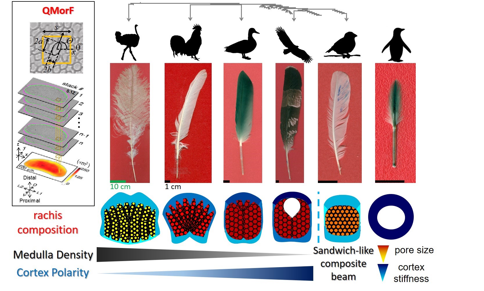 圖二：飛羽羽軸的生物架構優化提供鳥類不同的飛行能力