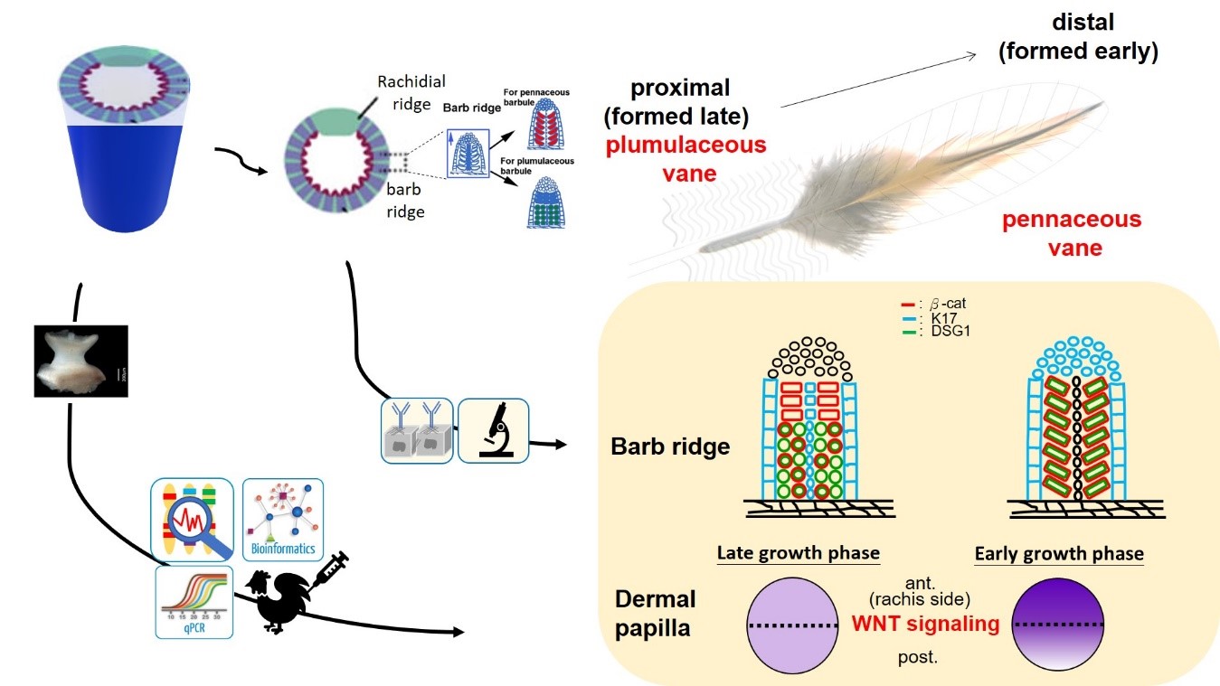 圖三：經分子細胞學研究揭示在真皮乳突組織的WNT訊息的動態空間表現影響羽枝細胞的分化，發育成不同功能的羽片形態，提供飛羽生物架構的適應性設計與發育。
