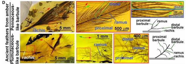 圖四：琥珀化石的羽毛空間結構資訊提供羽毛演化發育的啟發。