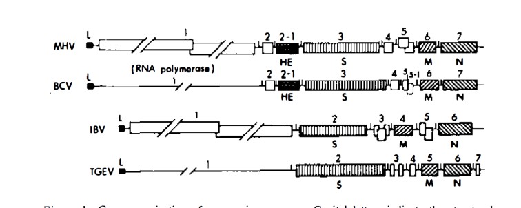 Gene organization of coronavirus genome. Annu. Rev. Microbiol. 1990. P. 5 