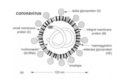 Lai and Cavanagh, Advance in virus research, 1997 p. 10