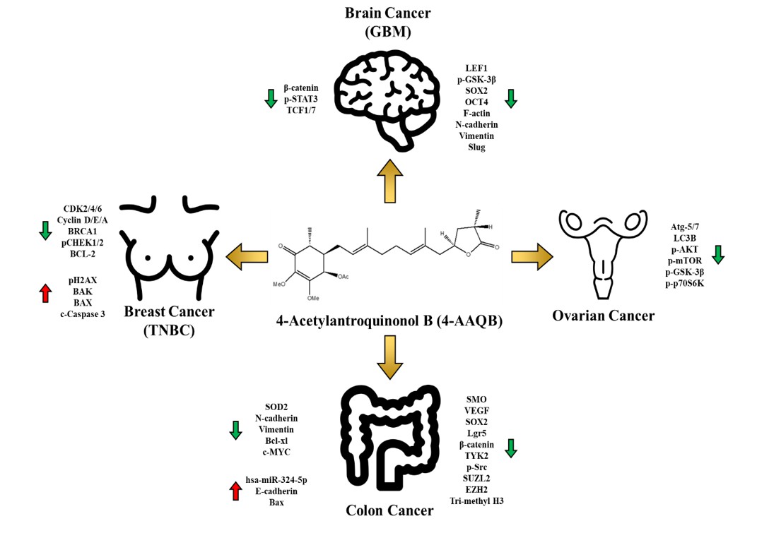 Figure 4. Summary of Therapeutic Potential of 4-AAQB