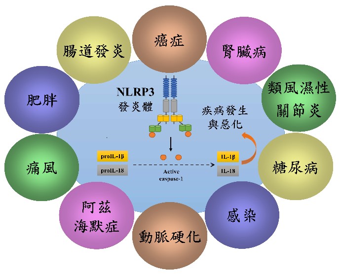 圖一：NLRP3發炎體與疾病