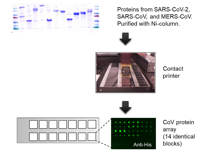 Figure 1. Fabrication of a coronavirus protein microarray