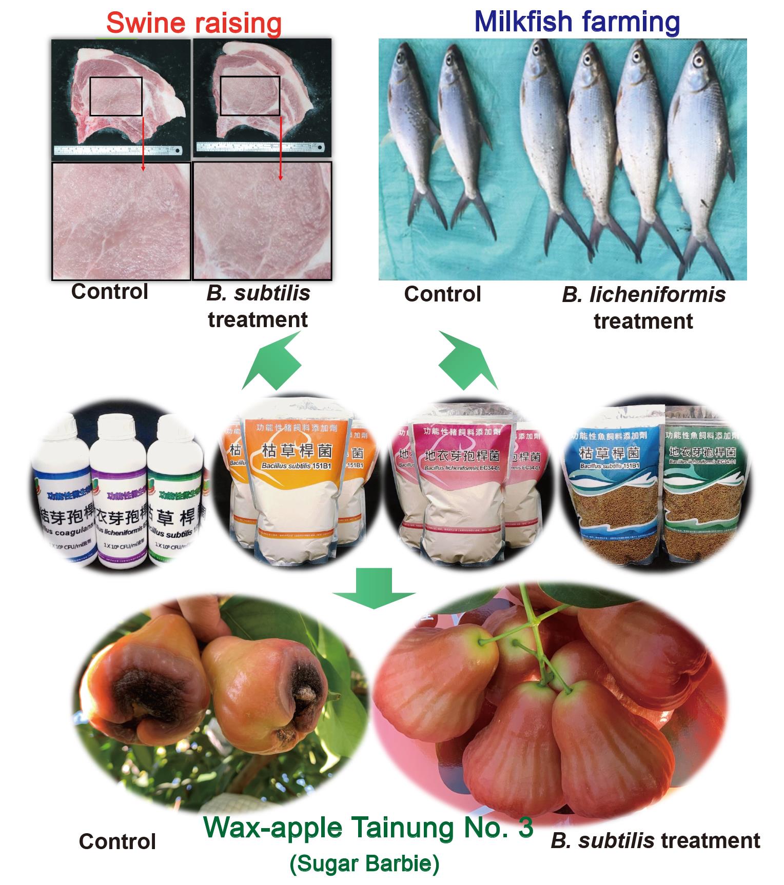 Fig.2. Multi-industry applications of Bacillus subtilis and Bacillus licheniformis based on probiotic products. The probiotic products can be used in crop health care, and in the livestock and aquaculture industries. B. subtilis can protect the wax apple cultivar Tainung no. 3 from fruit rot disease, withstand chilling injury, and improve fruit quality and yield; when applied in swine raising, it can also improve the quality of pork tenderloin, increase the proportion of lean meat, and increase the water holding capacity of the meat when cooking. The application of B. licheniformis can also accelerate the growth of milkfish, and improve the fillet recovery rate.