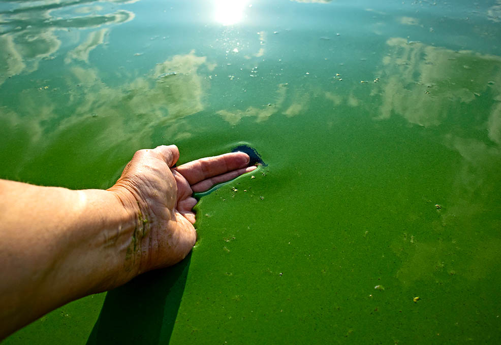 揭開菲律賓Laguna de Bay飲用水有害藻類的面紗—臺菲聯合水質研究中心