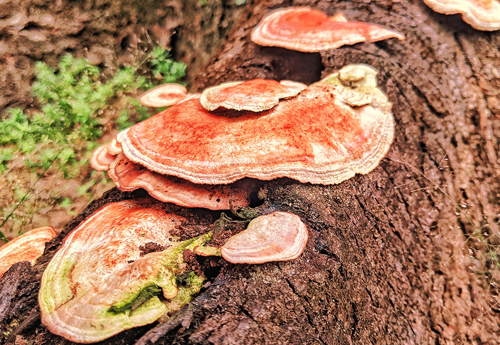 來自臺灣森林的紅寶石 – 牛樟芝的生物活性和代謝產物